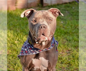 American Staffordshire Terrier-Unknown Mix Dogs for adoption in Fort Lauderdale, FL, USA