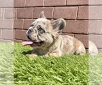 Small Photo #24 French Bulldog Puppy For Sale in LOS ANGELES, CA, USA