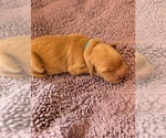 Small #9 English Cream Golden Retriever