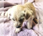 Small Photo #11 ShiChi Puppy For Sale in Wakefield, RI, USA
