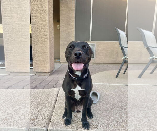 Medium Photo #1 American Pit Bull Terrier-Unknown Mix Puppy For Sale in Chandler, AZ, USA