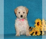 Small Photo #1 Miniature Labradoodle Puppy For Sale in CHRISTIANA, PA, USA