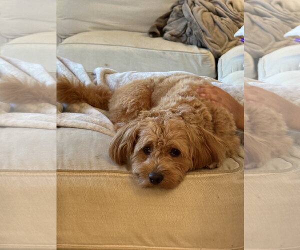 Medium Photo #3 Poodle (Miniature)-Unknown Mix Puppy For Sale in Sykesville, MD, USA