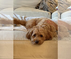 Winston - Male Poodle (Miniature)-Unknown Mix Dog for Adoption - Photo #3