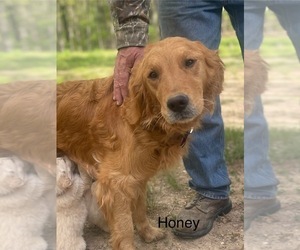Mother of the Golden Retriever puppies born on 07/06/2026