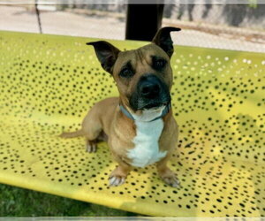 Cardigan Welsh Corgi-Unknown Mix Dogs for adoption in Temple, TX, USA