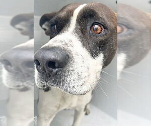 German Shepherd Dog-Unknown Mix Dogs for adoption in Houston, TX, USA