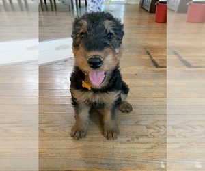 Airedale Terrier Puppy for sale in MOSCOW, ID, USA