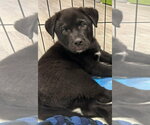 Small #2 German Shepherd Dog Mix