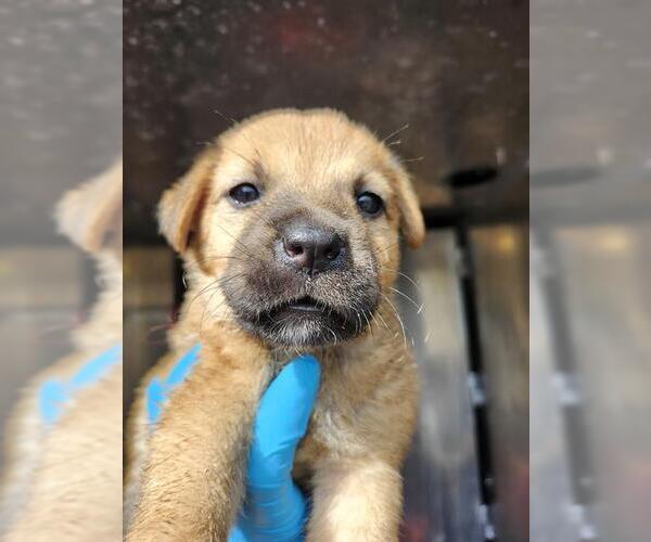 Medium Photo #1 American Staffordshire Terrier-Unknown Mix Puppy For Sale in San Antonio, TX, USA