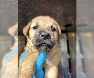 American Staffordshire Terrier-Unknown Mix Dogs for adoption in San Antonio, TX, USA