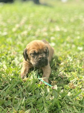 Medium Photo #1 Bloodhound Puppy For Sale in GLEN SAINT MARY, FL, USA
