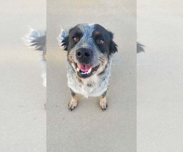 Medium Photo #1 Mutt Puppy For Sale in Paso Robles, CA, USA