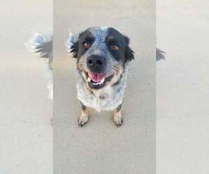 Mutt Dogs for adoption in Paso Robles, CA, USA