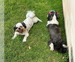 Small #1 Shih Tzu
