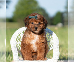 Small #6 Poodle (Toy)