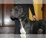 Small Photo #1 Great Dane Puppy For Sale in BECKLEY, WV, USA