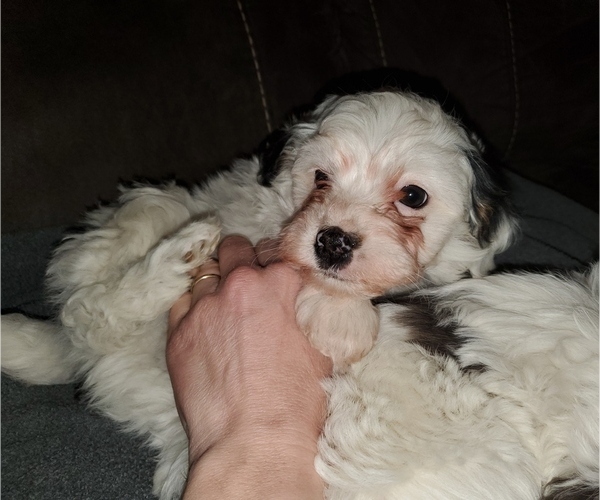 Medium Photo #24 Bernedoodle (Miniature) Puppy For Sale in LEETONIA, OH, USA
