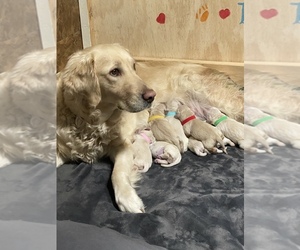 Golden Retriever Puppy for sale in CO SPGS, CO, USA