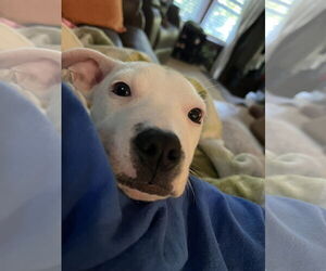American Pit Bull Terrier-Unknown Mix Dogs for adoption in Wakefield, RI, USA