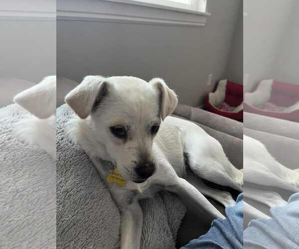 Medium Photo #8 Mutt Puppy For Sale in Sandy, UT, USA