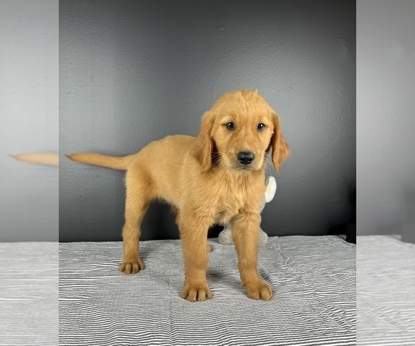 Medium Photo #3 Golden Retriever Puppy For Sale in INDIANAPOLIS, IN, USA