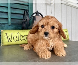 Cavapoo (Miniature) Puppy for sale in DUNDEE, OH, USA