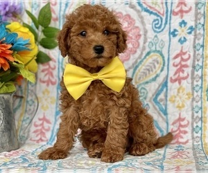 Poodle (Toy) Puppy for sale in LANCASTER, PA, USA