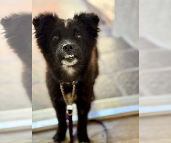 Medium Photo #4 Border Collie-Unknown Mix Puppy For Sale in Paso Robles, CA, USA