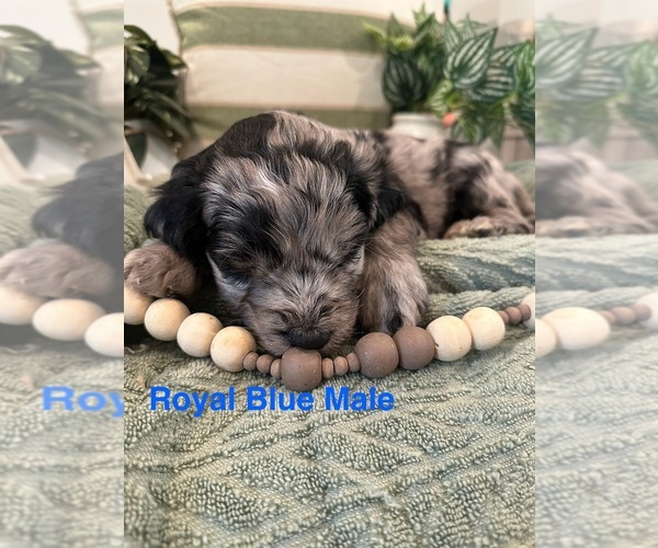 Medium Photo #14 Golden Mountain Doodle  Puppy For Sale in CHOUDRANT, LA, USA