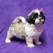 Small Photo #12 Lhasa Apso Puppy For Sale in BUFFALO, MO, USA