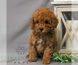 Cavapoo Puppy for sale in NEWMANSTOWN, PA, USA