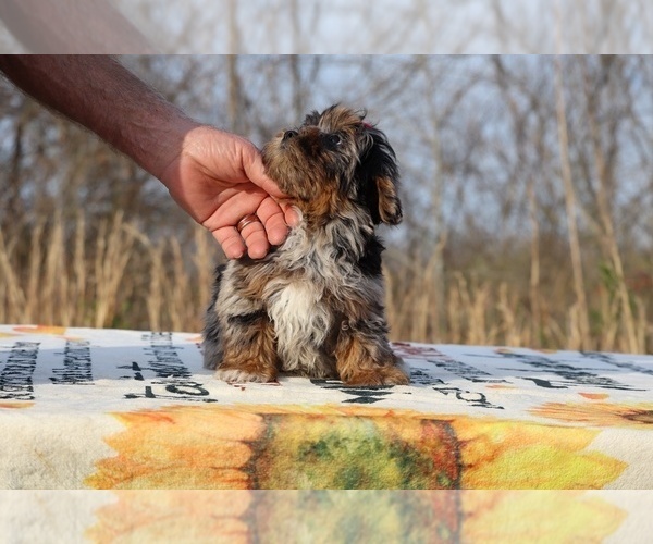 Medium Photo #27 ShihPoo Puppy For Sale in DYERSBURG, TN, USA