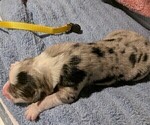 Small Photo #4 Australian Shepherd Puppy For Sale in SYLVA, NC, USA