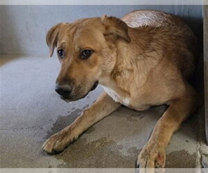 German Shepherd Dog Dogs for adoption in San Bernardino, CA, USA