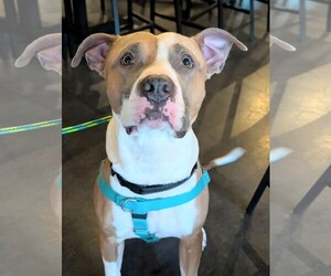 American Staffordshire Terrier-Boxer Mix Dogs for adoption in Holly Springs, NC, USA