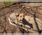 Hazel - Female Mutt Dog for Adoption - Small photo