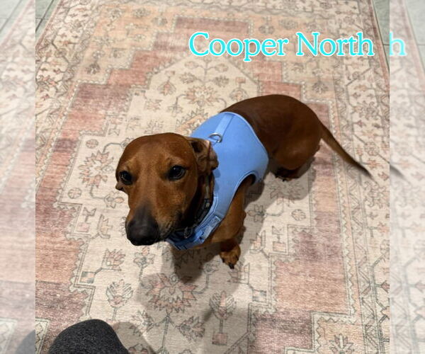 Medium Photo #10 Dachshund Puppy For Sale in San Antonio, TX, USA