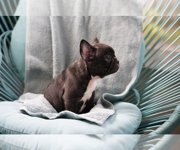 Full screen Photo #4 French Bulldog Puppy For Sale in TAMPA, FL, USA
