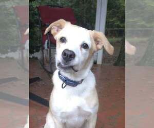 Cypress - Male Shepradors Dog for Adoption - Photo #3