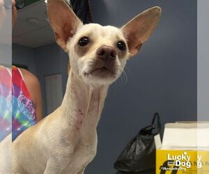 Ringo - Male Chihuahua-Unknown Mix Dog for Adoption - Photo #3