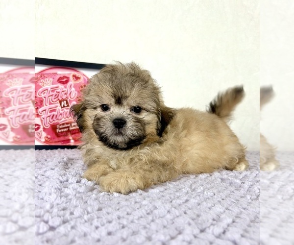 Medium Photo #4 Shih-Poo Puppy For Sale in INDIANAPOLIS, IN, USA