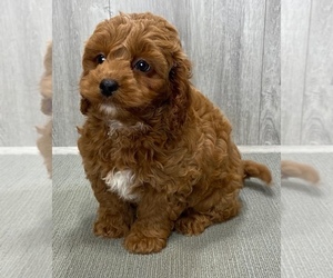 Cavapoo Puppy for sale in SOUTH ORANGE, NJ, USA