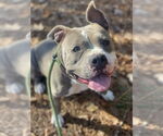Small #7 American Bulldog Mix