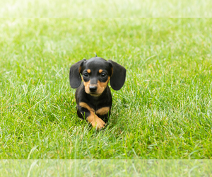 Dachshund Puppy for sale in MILFORD, IN, USA