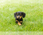 Small Dachshund
