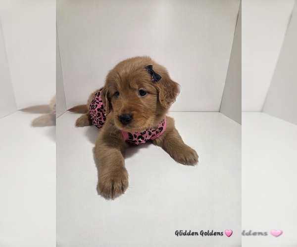 Medium Photo #1 Golden Retriever Puppy For Sale in GOODYEAR, AZ, USA