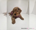 Small Golden Retriever