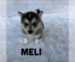 Small Photo #3 Pomsky Puppy For Sale in CARROLLWOOD, FL, USA