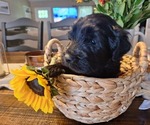 Small Photo #21 Goldendoodle Puppy For Sale in LOUISA, VA, USA